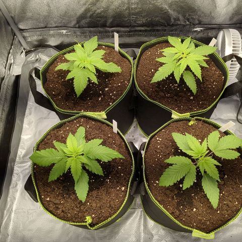 Amsterdam Cheese growlog timeline photo