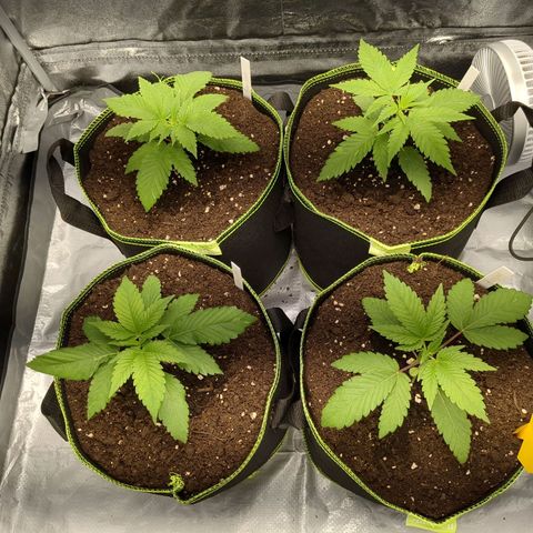 Amsterdam Cheese growlog timeline photo