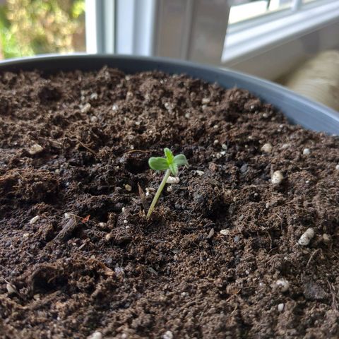 Easy Bud growlog timeline photo