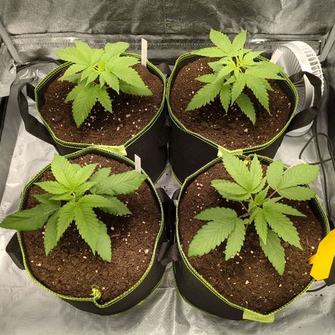 Amsterdam Cheese growlog timeline photo