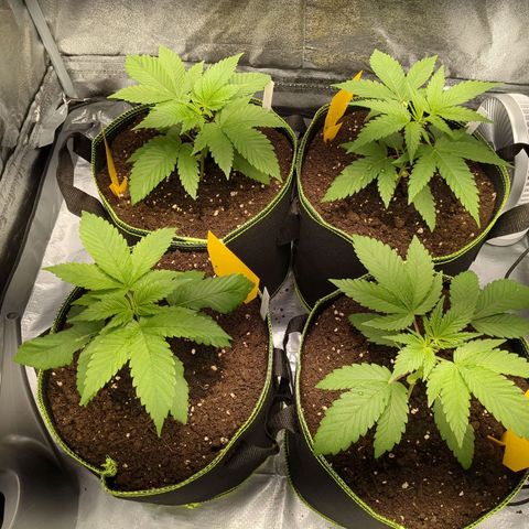 Amsterdam Cheese growlog timeline photo