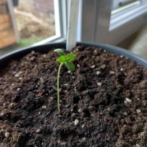 Easy Bud growlog timeline photo