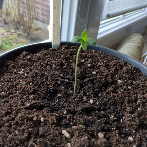 Easy Bud growlog timeline photo