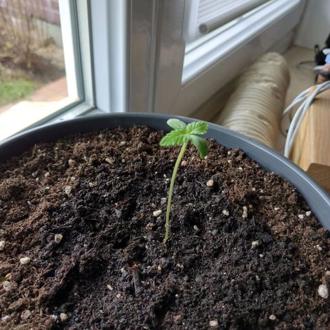 Easy Bud growlog timeline photo