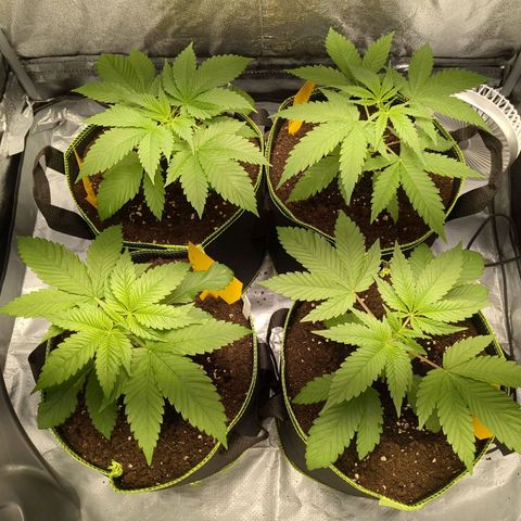 Amsterdam Cheese growlog timeline photo