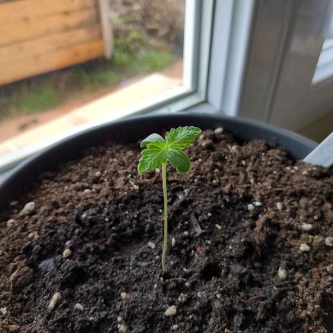 Easy Bud growlog timeline photo