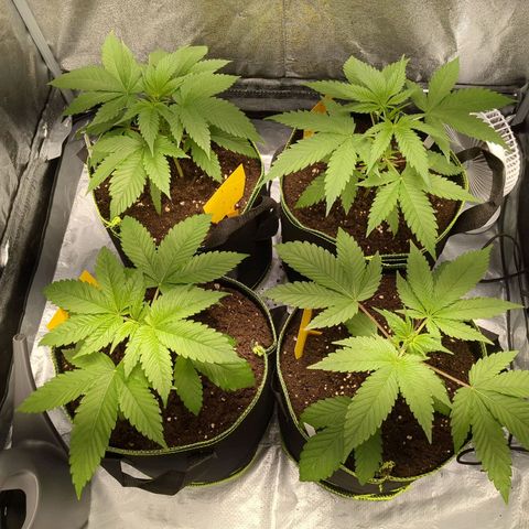 Amsterdam Cheese growlog timeline photo