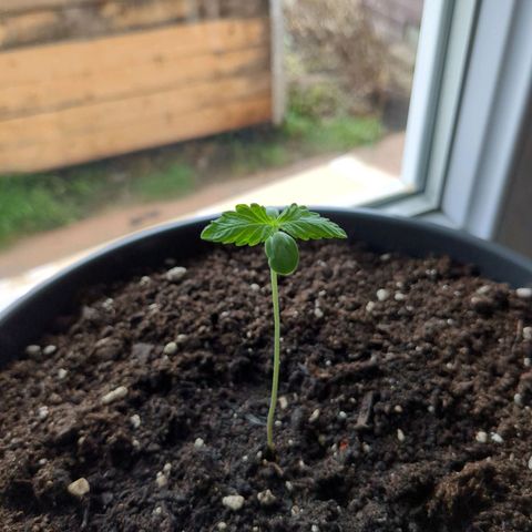 Easy Bud growlog timeline photo