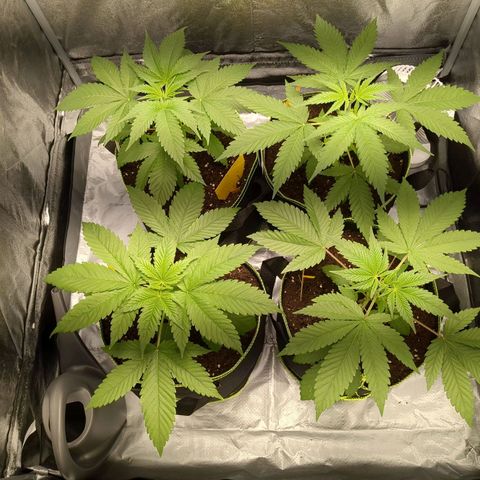 Amsterdam Cheese growlog timeline photo