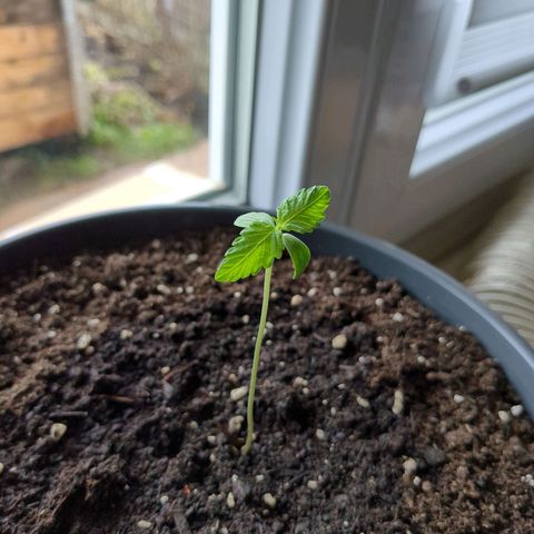 Easy Bud growlog timeline photo