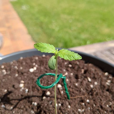 Easy Bud growlog timeline photo