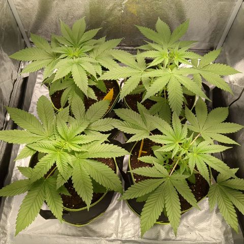 Amsterdam Cheese growlog timeline photo