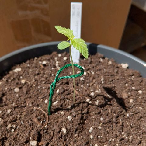 Easy Bud growlog timeline photo