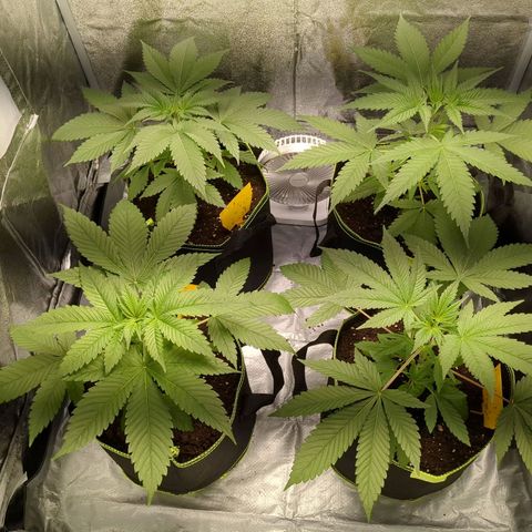 Amsterdam Cheese growlog timeline photo