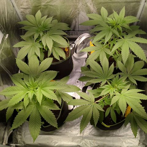 Amsterdam Cheese growlog timeline photo