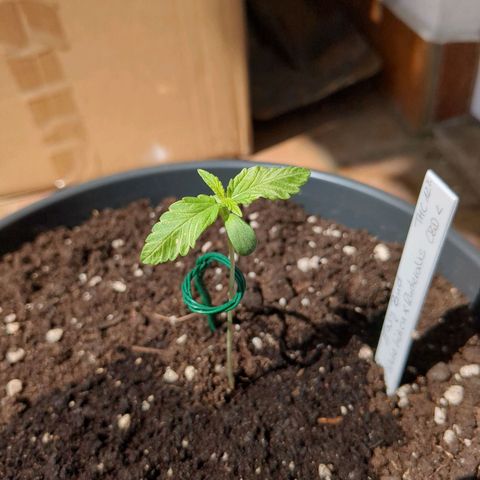 Easy Bud growlog timeline photo