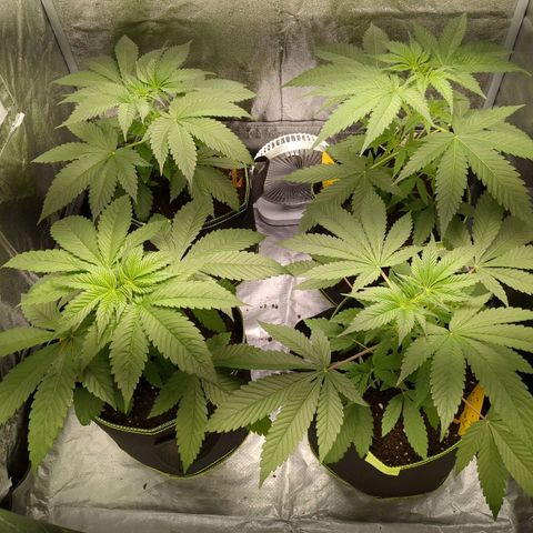 Amsterdam Cheese growlog timeline photo