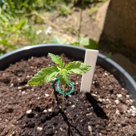 Easy Bud growlog timeline photo