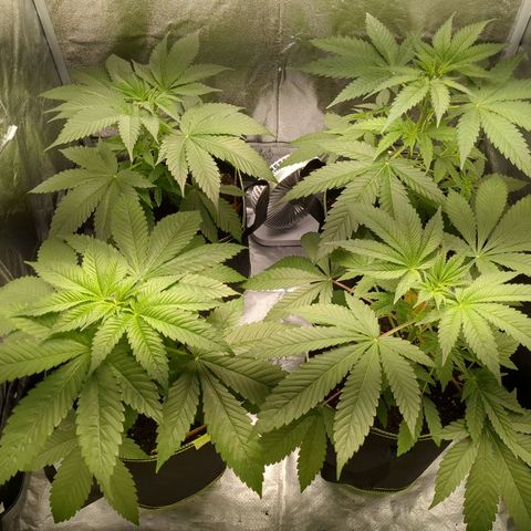 Amsterdam Cheese growlog timeline photo