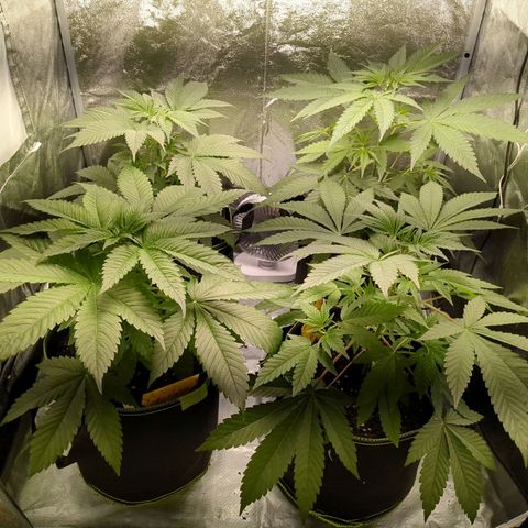 Amsterdam Cheese growlog timeline photo