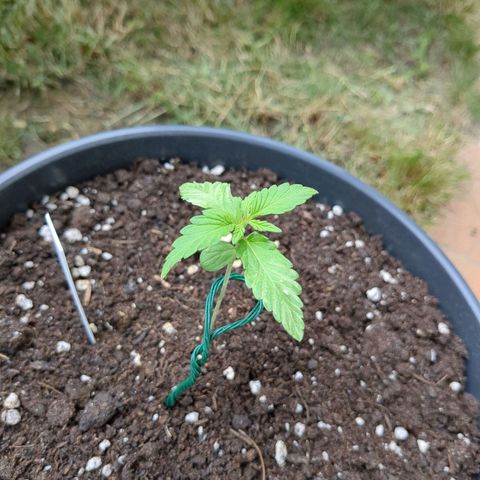 Easy Bud growlog timeline photo