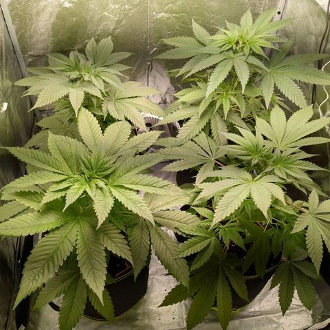 Amsterdam Cheese growlog timeline photo