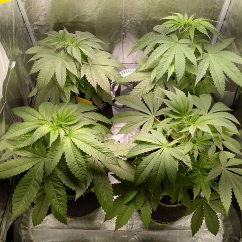 Amsterdam Cheese growlog timeline photo