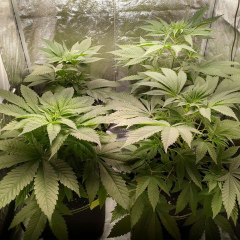 Amsterdam Cheese growlog timeline photo