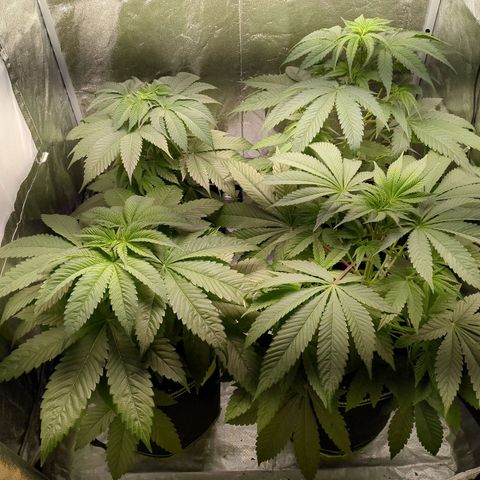 Amsterdam Cheese growlog timeline photo