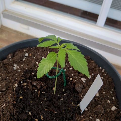 Easy Bud growlog timeline photo
