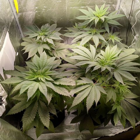 Amsterdam Cheese growlog timeline photo
