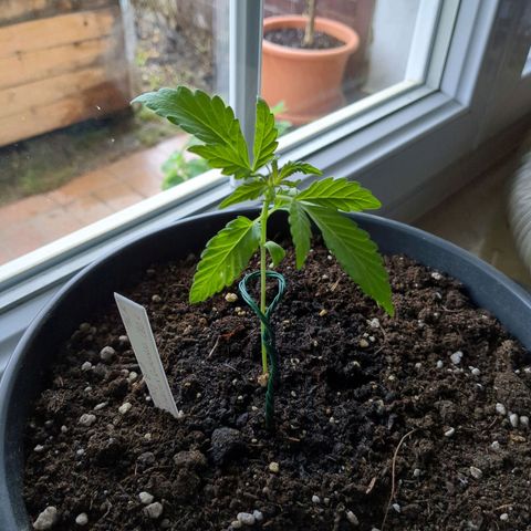 Easy Bud growlog timeline photo