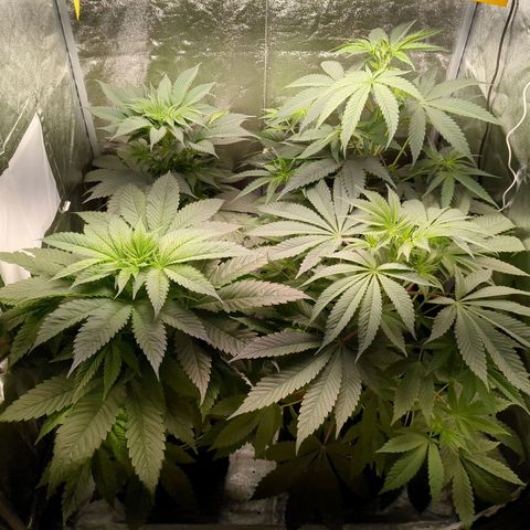 Amsterdam Cheese growlog timeline photo