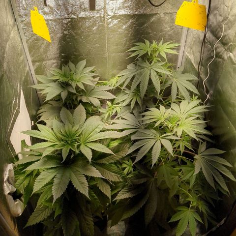 Amsterdam Cheese growlog timeline photo