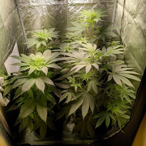 Amsterdam Cheese growlog timeline photo