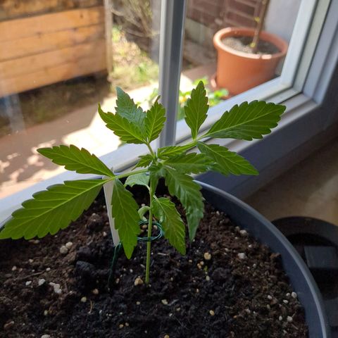Easy Bud growlog timeline photo