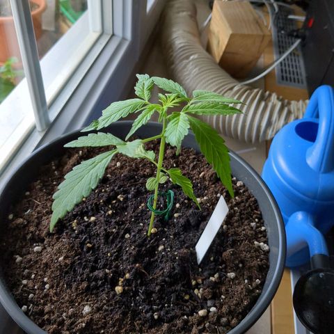 Easy Bud growlog timeline photo