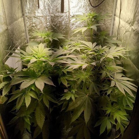 Amsterdam Cheese growlog timeline photo