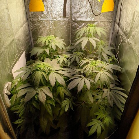 Amsterdam Cheese growlog timeline photo