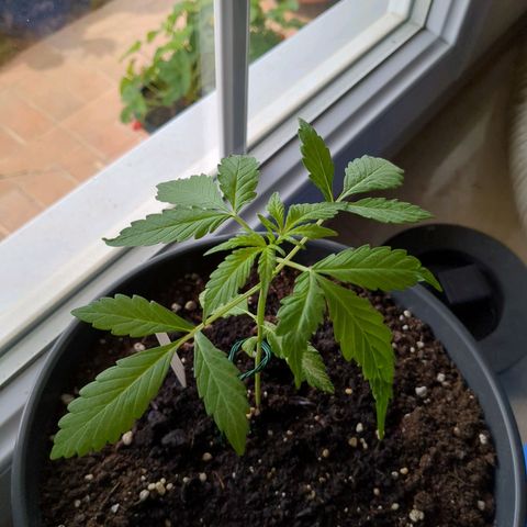 Easy Bud growlog timeline photo