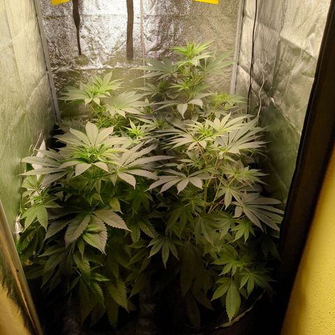 Amsterdam Cheese growlog timeline photo