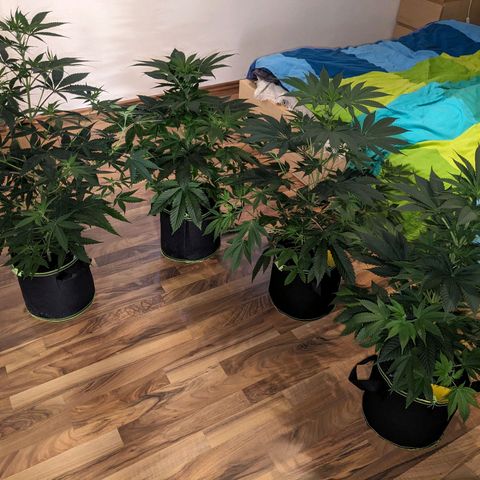 Amsterdam Cheese growlog timeline photo