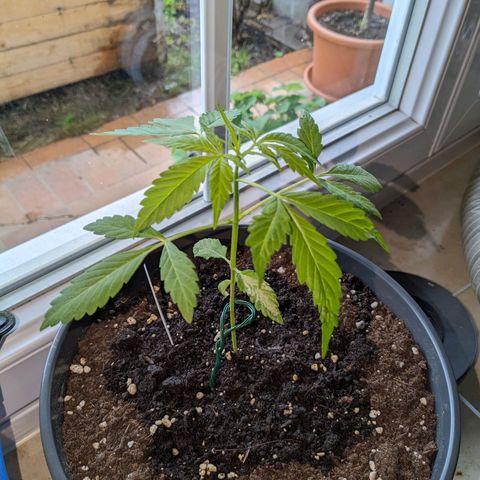 Easy Bud growlog timeline photo