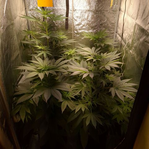 Amsterdam Cheese growlog timeline photo