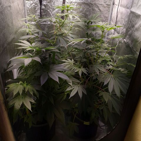 Amsterdam Cheese growlog timeline photo