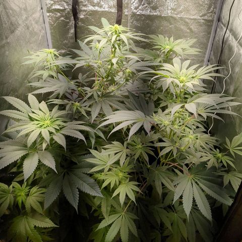 Amsterdam Cheese growlog timeline photo