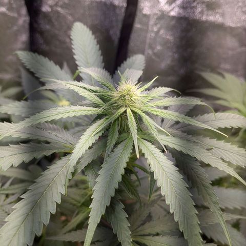 Amsterdam Cheese growlog timeline photo