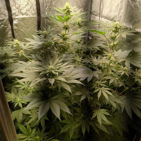 Amsterdam Cheese growlog timeline photo