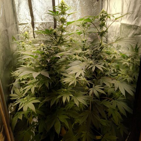 Amsterdam Cheese growlog timeline photo