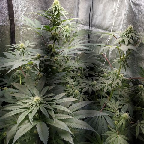 Amsterdam Cheese growlog timeline photo